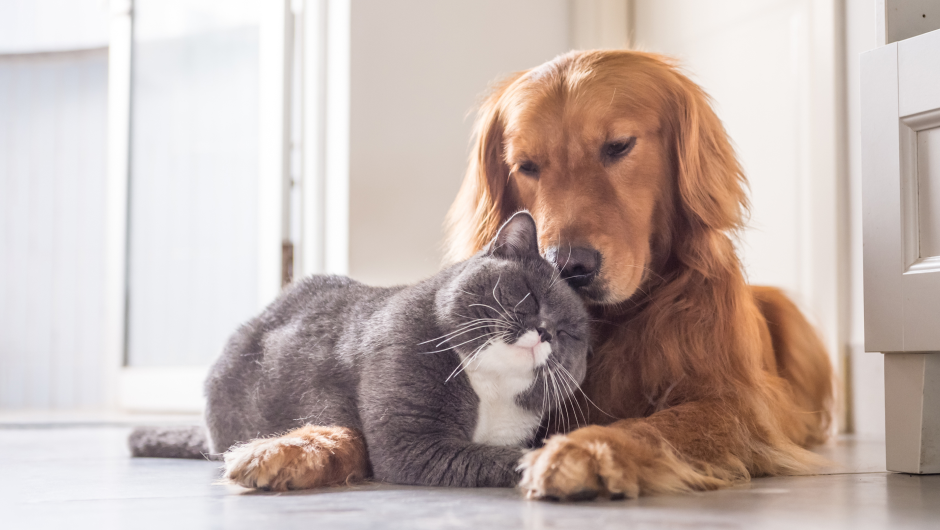 Senior Pet Care: Wellness Profiles and Veterinary Care