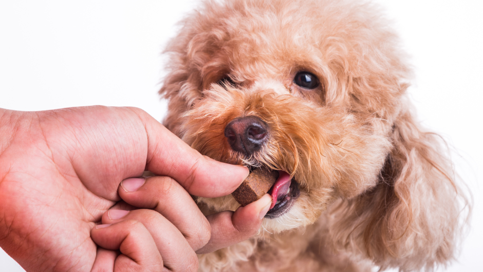 Should I Give My Dog Supplements?