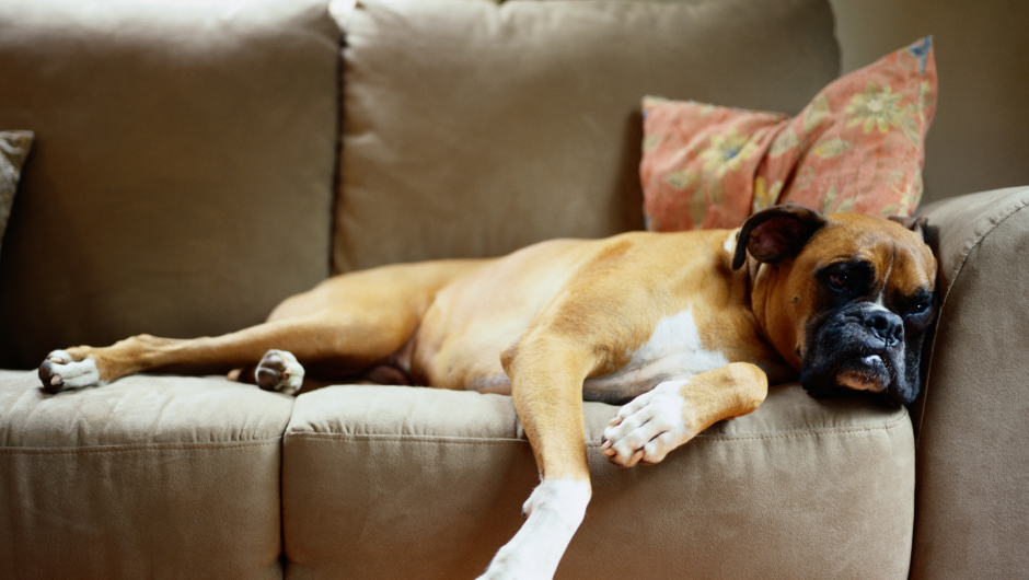 Signs That Your Dog May Be Suffering From Arthritis