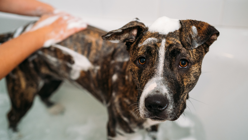 So Fresh and So Clean: Choose the Best for Dog Grooming Sarasota FL!