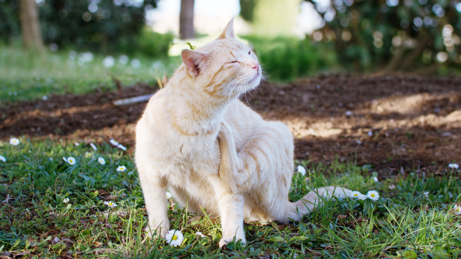 The “Itchy & Scratchy” Show – Pets with Allergies