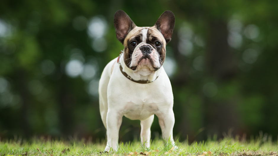 Tips on How to Give Your Dog Relief from Arthritic Pain!