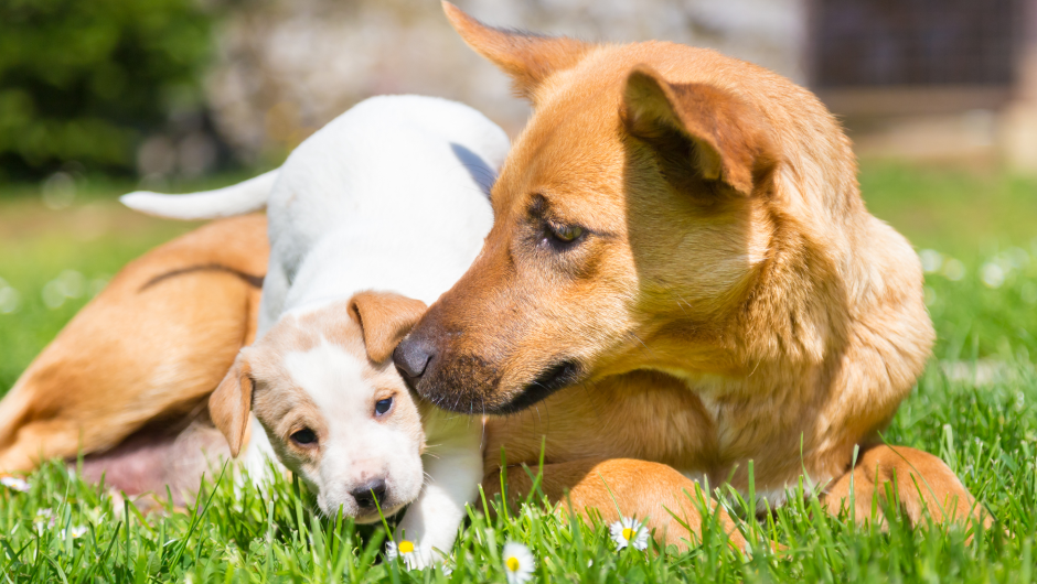 Top 12 Reasons to Spay or Neuter