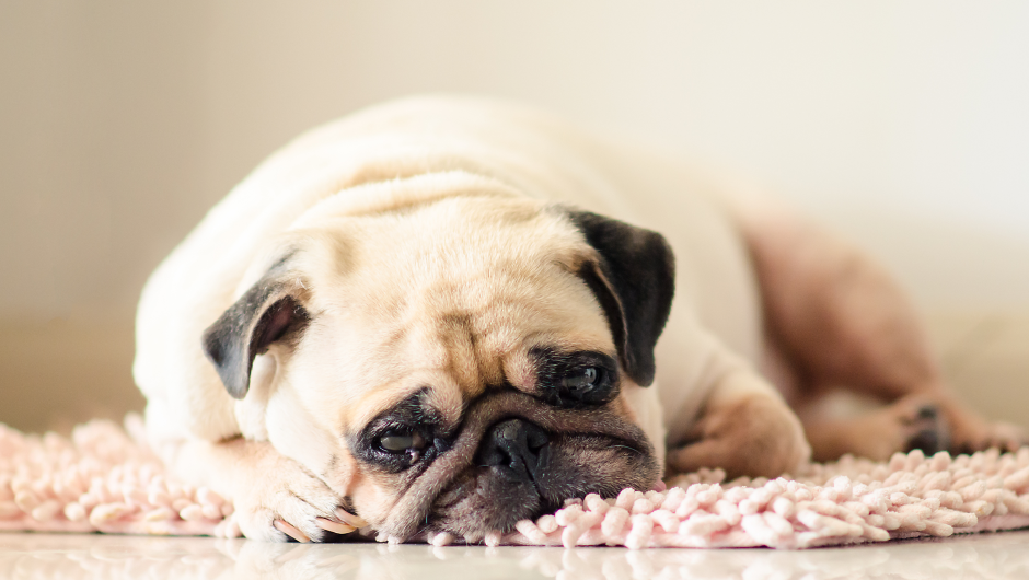 Vomiting in Pets: Beware of Dangerous Medicines and Other Household Items!