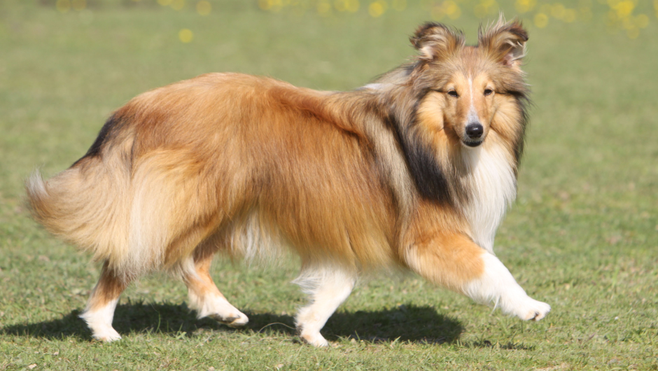 Managing Joint Pain in Dogs: Sarasota Veterinary Center