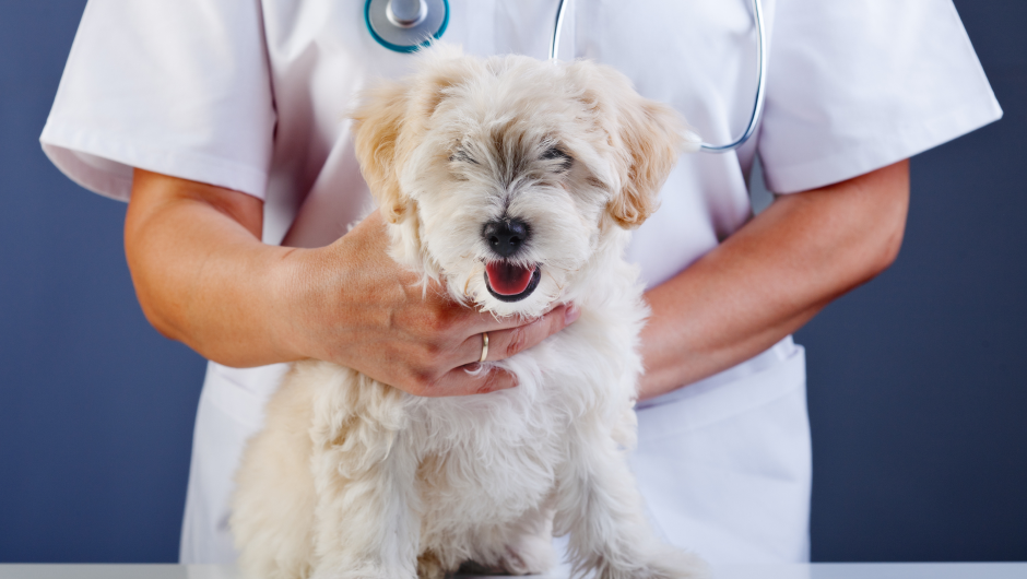 What Are the Health Benefits of Spaying My Pet?